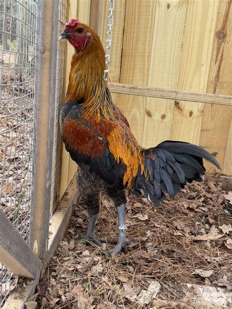 May 23, 2020 I managed to pick up an 11 month old pair. . Liege fighter chicken standard
